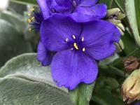 Tradescantie d'Anderson
