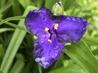 Tradescantie d'Anderson