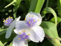 Tradescantie d'Anderson