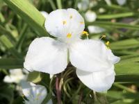 Tradescantie d'Anderson
