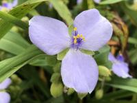 Tradescantie d'Anderson
