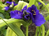 Tradescantie d'Anderson