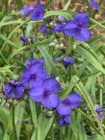 Tradescantie d'Anderson