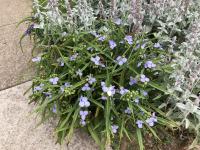 Tradescantie d'Anderson