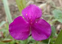 Tradescantie d'Anderson