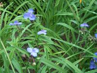 Tradescantie d'Anderson
