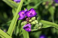 Tradescantie d'Anderson