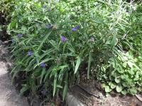 Tradescantie d'Anderson