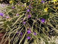 Tradescantie d'Anderson
