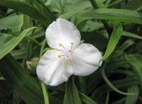 Tradescantie d'Anderson