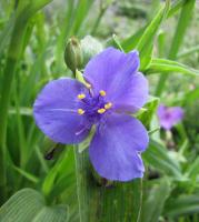 Tradescantie d'Anderson