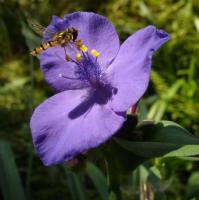 Tradescantie d'Anderson