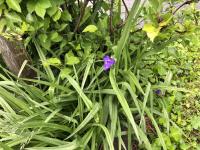 Tradescantie d'Anderson
