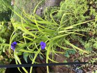 Tradescantie d'Anderson