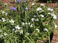 Tradescantie d'Anderson