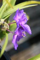 Tradescantie d'Anderson