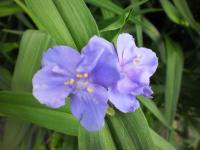 Tradescantie d'Anderson