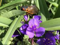 Tradescantie d'Anderson