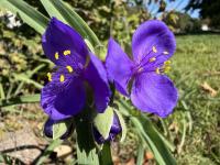Tradescantie d'Anderson