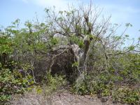 Baobab