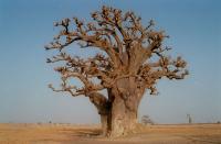 Baobab