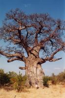 Baobab