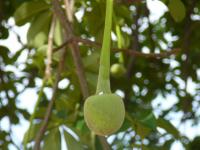 Baobab