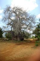 Baobab