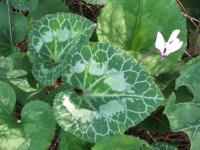 Cyclamen