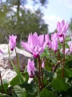 Cyclamen