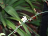 Chlorophytum