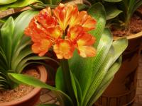 Clivia