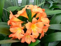 Clivia