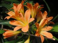 Clivia