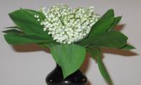 Muguet