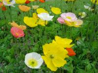 Pavot et Coquelicot