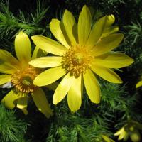 Adonis vernalis