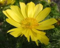 Adonis vernalis