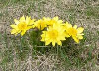 Adonis vernalis