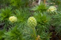 Adonis vernalis