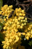 Mahonia