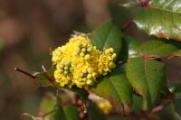 Mahonia