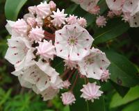 Kalmia