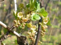 Groseillier à grappes