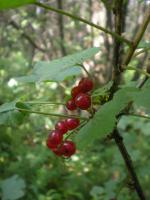 Groseillier à grappes