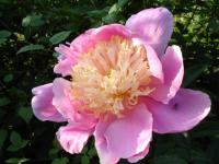 Pivoine de Chine