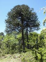 Araucaria du Chili