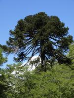 Araucaria du Chili