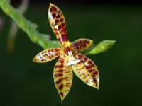 Orchidée papillon