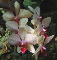 Orchidée papillon